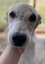 PIPPO, Hund, Mischlingshund in Griechenland - Bild 4