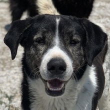 MYRON, Hund, Mischlingshund in Griechenland - Bild 1