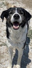 MYRON, Hund, Mischlingshund in Griechenland - Bild 3