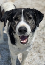 MYRON, Hund, Mischlingshund in Griechenland - Bild 5