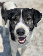 MYRON, Hund, Mischlingshund in Griechenland - Bild 6