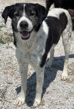MYRON, Hund, Mischlingshund in Griechenland - Bild 8