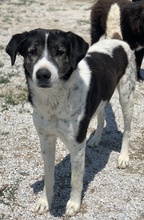 MYRON, Hund, Mischlingshund in Griechenland - Bild 9
