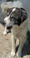 ASKAL, Hund, Mischlingshund in Griechenland - Bild 1