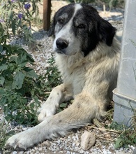 ASKAL, Hund, Mischlingshund in Griechenland - Bild 10