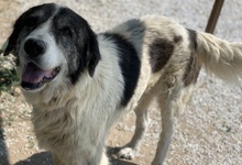 ASKAL, Hund, Mischlingshund in Griechenland - Bild 2