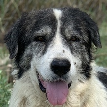 ASKAL, Hund, Mischlingshund in Griechenland - Bild 3