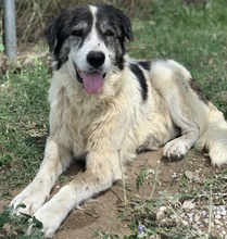 ASKAL, Hund, Mischlingshund in Griechenland - Bild 6