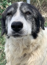 ASKAL, Hund, Mischlingshund in Griechenland - Bild 8