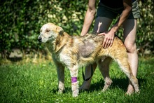 VERNON, Hund, Mischlingshund in Ungarn - Bild 1
