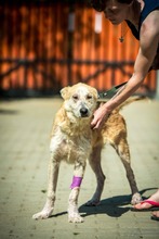 VERNON, Hund, Mischlingshund in Ungarn - Bild 2