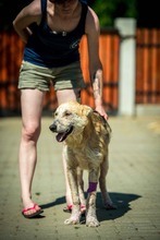 VERNON, Hund, Mischlingshund in Ungarn - Bild 3