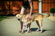 VERNON, Hund, Mischlingshund in Ungarn - Bild 4
