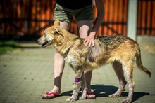 VERNON, Hund, Mischlingshund in Ungarn - Bild 5