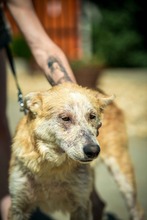VERNON, Hund, Mischlingshund in Ungarn - Bild 6