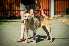 VERNON, Hund, Mischlingshund in Ungarn - Bild 8