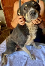MANTO, Hund, Mischlingshund in Rumänien - Bild 10