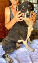 MANTO, Hund, Mischlingshund in Rumänien - Bild 12
