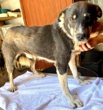 MANTO, Hund, Mischlingshund in Rumänien - Bild 14