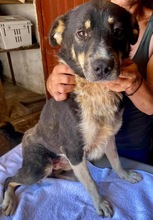 MANTO, Hund, Mischlingshund in Rumänien - Bild 17