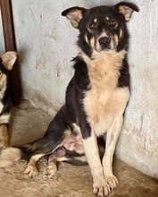 MANTO, Hund, Mischlingshund in Rumänien - Bild 20