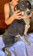 MANTO, Hund, Mischlingshund in Rumänien - Bild 21