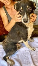 MANTO, Hund, Mischlingshund in Rumänien - Bild 22