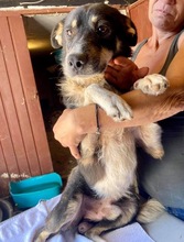 MANTO, Hund, Mischlingshund in Rumänien - Bild 24