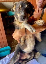 MANTO, Hund, Mischlingshund in Rumänien - Bild 25