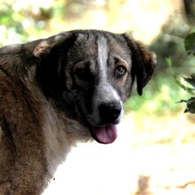 BOLLE, Hund, Herdenschutzhund-Mix in Griechenland - Bild 1