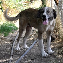 BOLLE, Hund, Herdenschutzhund-Mix in Griechenland - Bild 3