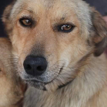 FREDO, Hund, Mischlingshund in Griechenland - Bild 10