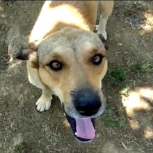 FREDO, Hund, Mischlingshund in Griechenland - Bild 11