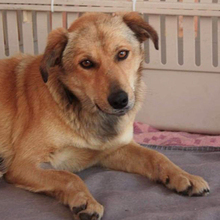 FREDO, Hund, Mischlingshund in Griechenland - Bild 2