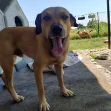 FREDO, Hund, Mischlingshund in Griechenland - Bild 3