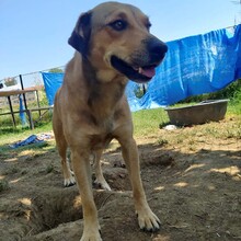 FREDO, Hund, Mischlingshund in Griechenland - Bild 4