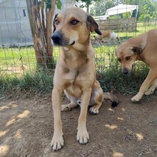 FREDO, Hund, Mischlingshund in Griechenland - Bild 5