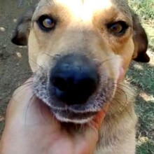 FREDO, Hund, Mischlingshund in Griechenland - Bild 6