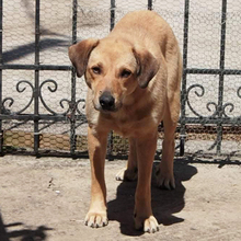 FREDO, Hund, Mischlingshund in Griechenland - Bild 8