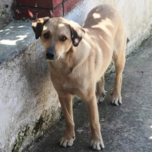 FREDO, Hund, Mischlingshund in Griechenland - Bild 9
