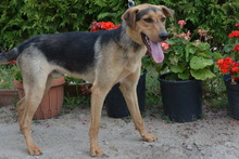 ALEX, Hund, Mischlingshund in Ungarn - Bild 1