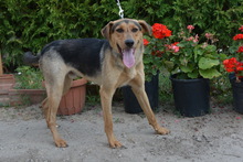 ALEX, Hund, Mischlingshund in Ungarn - Bild 3