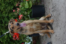 ALEX, Hund, Mischlingshund in Ungarn - Bild 4