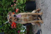 ALEX, Hund, Mischlingshund in Ungarn - Bild 5