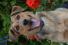 ALEX, Hund, Mischlingshund in Ungarn - Bild 6