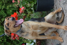 ALEX, Hund, Mischlingshund in Ungarn - Bild 7
