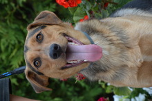 ALEX, Hund, Mischlingshund in Ungarn - Bild 9