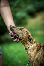 IRKA, Hund, Mischlingshund in Ungarn - Bild 2