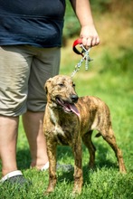 IRKA, Hund, Mischlingshund in Ungarn - Bild 6