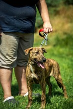 IRKA, Hund, Mischlingshund in Ungarn - Bild 8